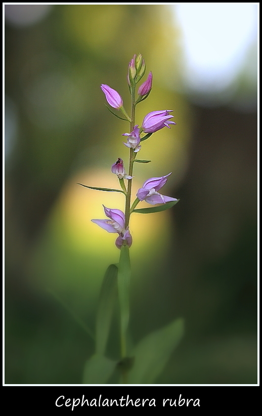 Epipactis microphylla e cephalanthere