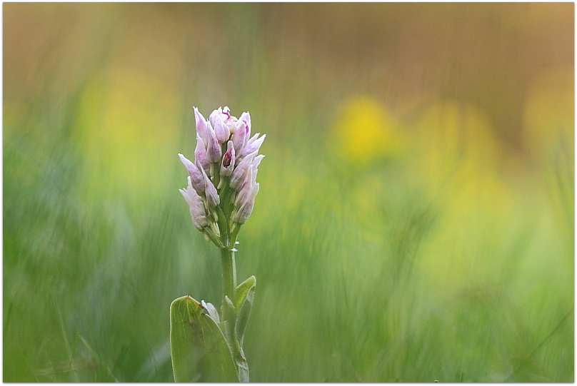 Simia e purpurea