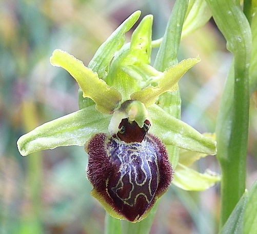 Ophrys sphegodes