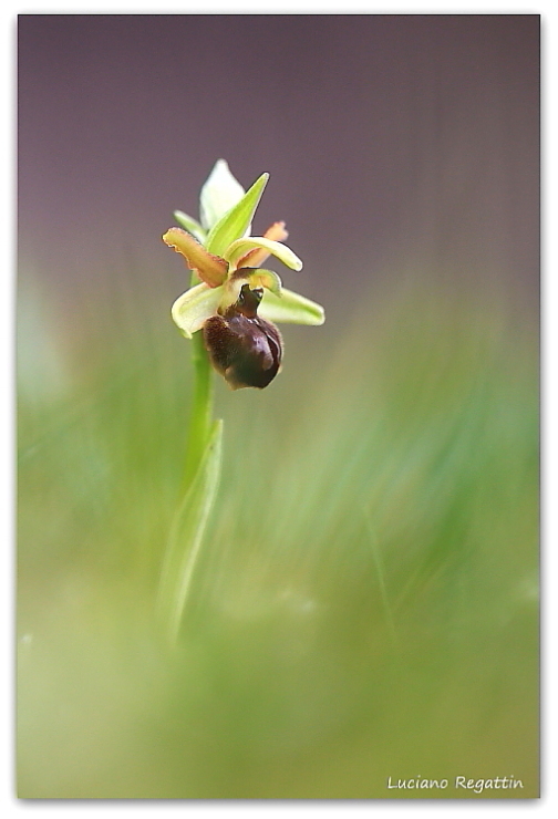 Ophrys sphegodes