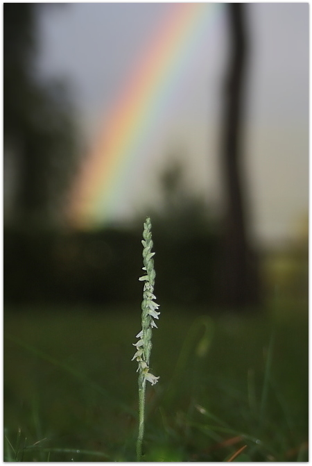 Spiranthes spiralis