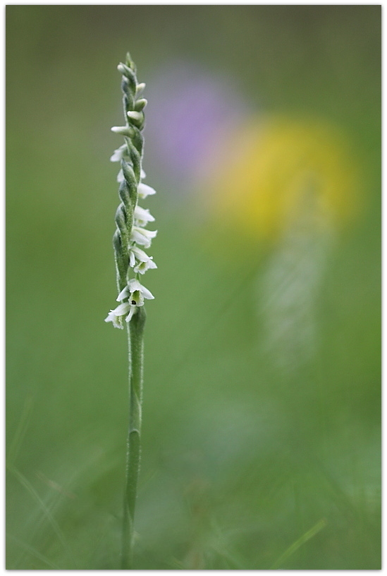 Spiranthes spiralis