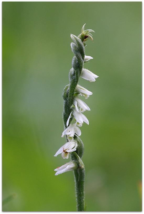 Spiranthes spiralis