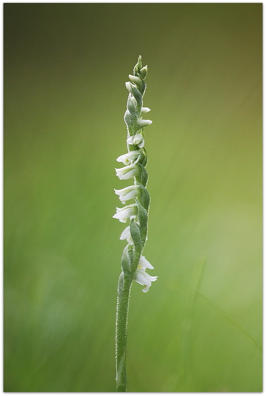 Spiranthes spiralis