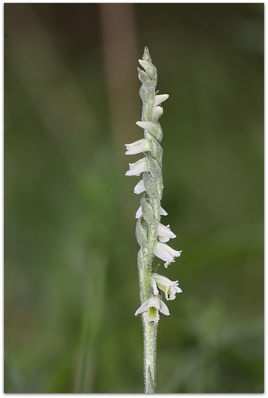 Spiranthes spiralis