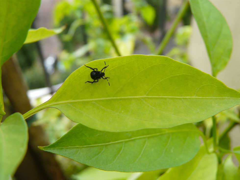 Halyomorpha halys su 