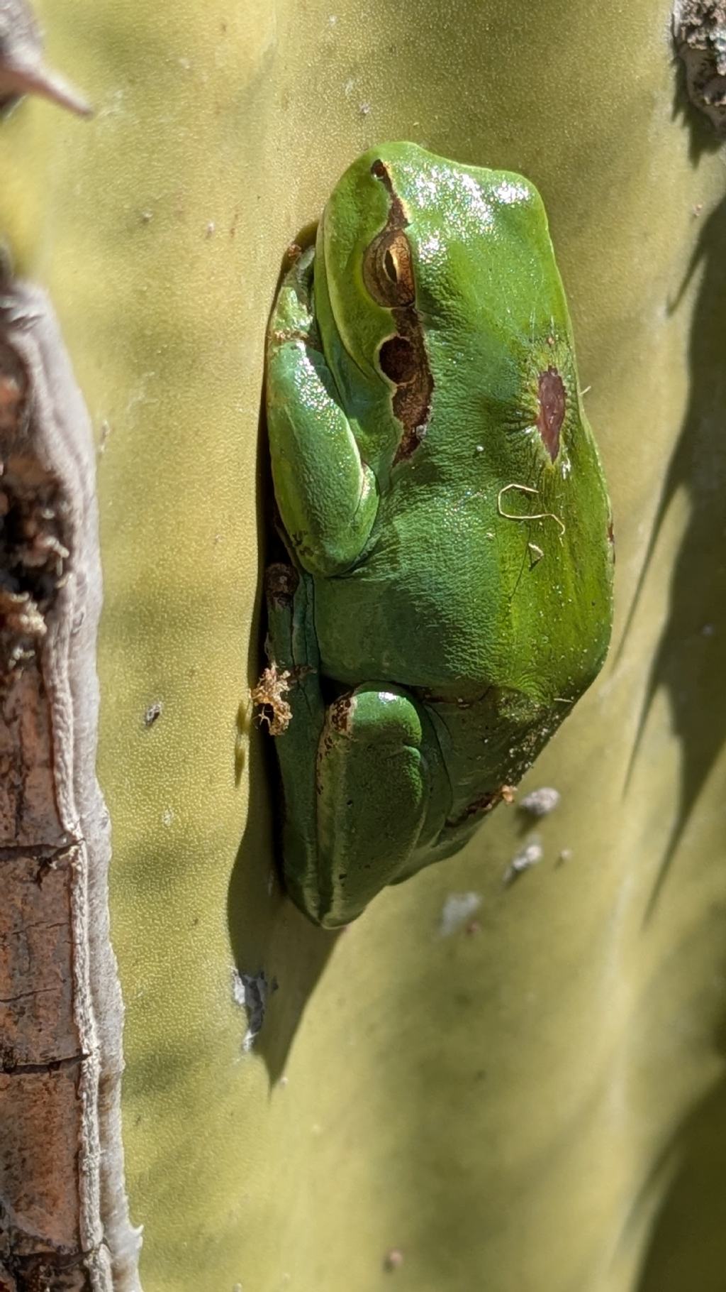 Raganella con lesioni