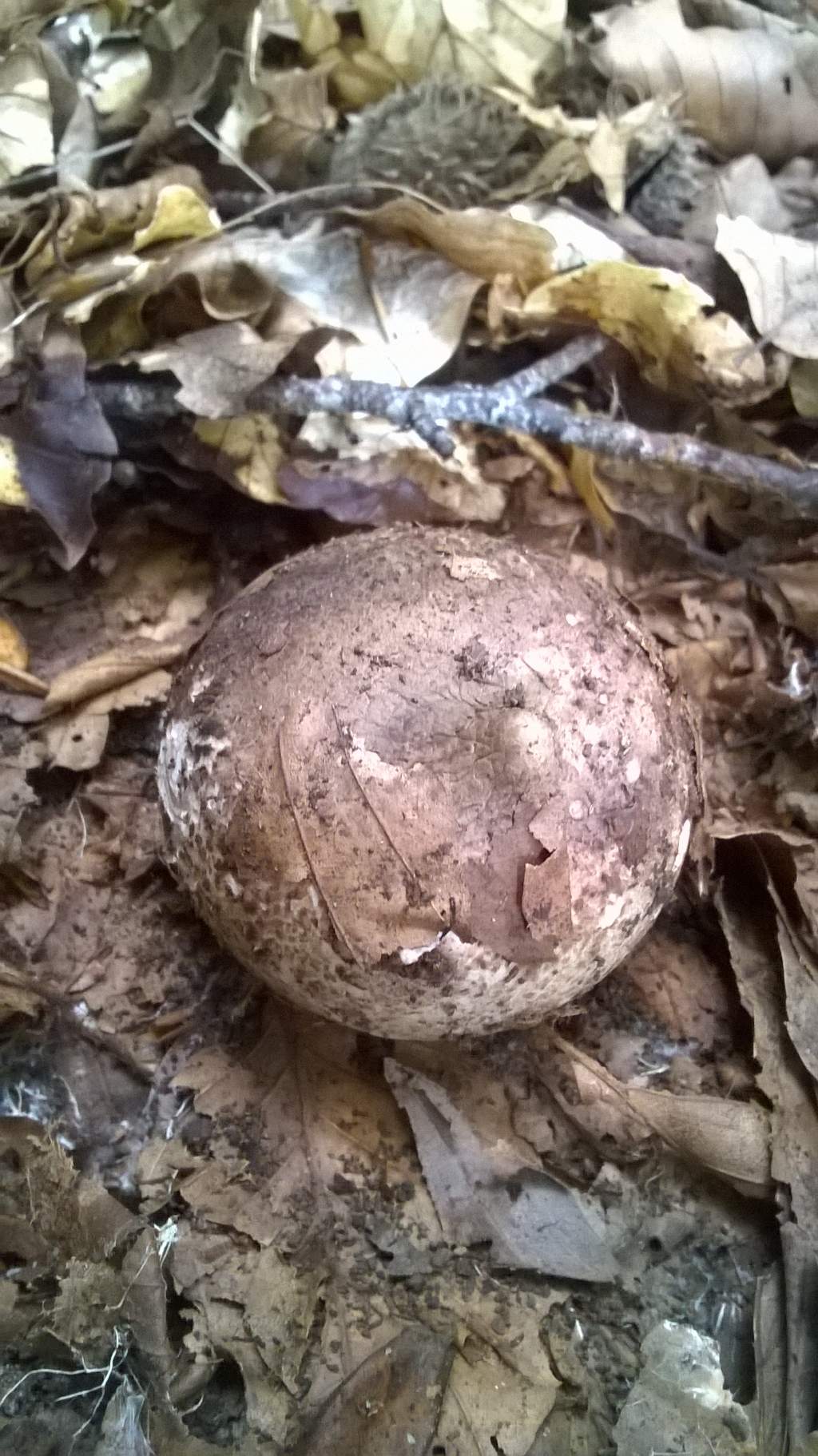 clytocibe da determinare