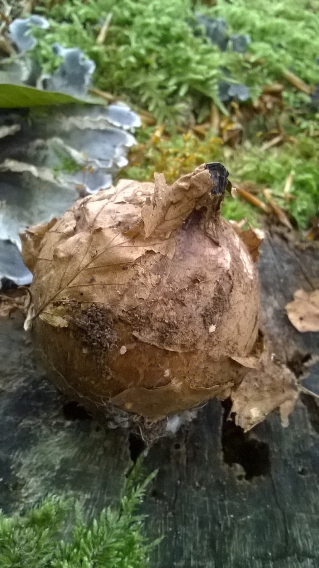 clytocibe da determinare