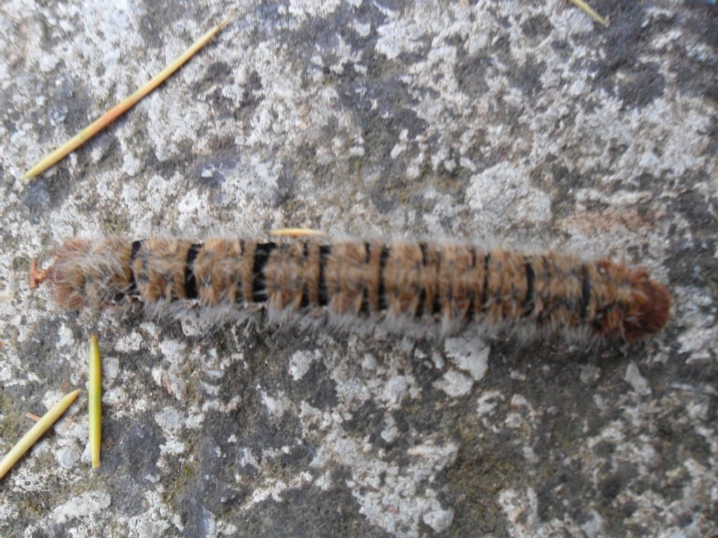 Bruco, sapere pi notizie! Lasiocampa quercus, Lasiocampidae