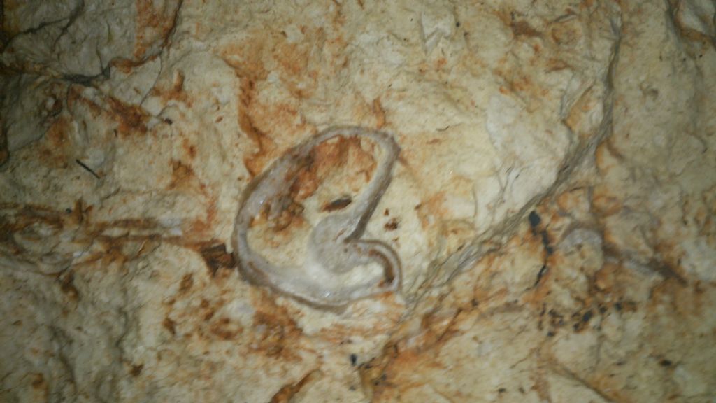 fossile da identificare