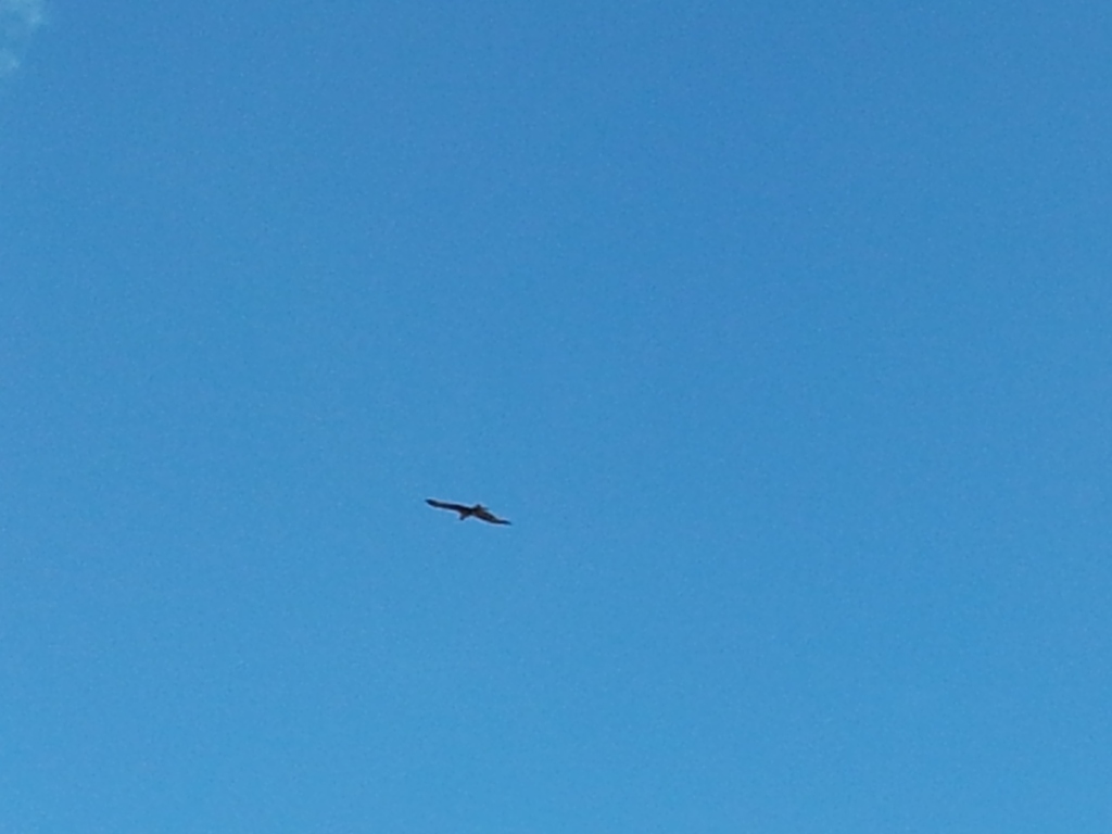 Identificare rapace