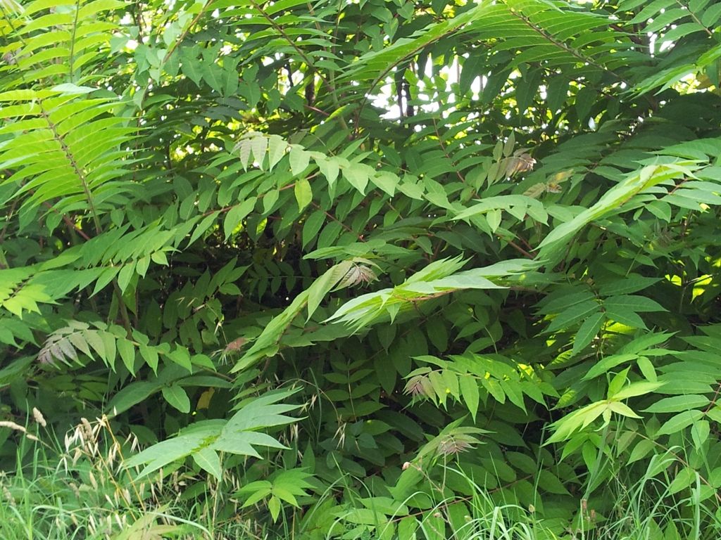 Pianta con foglie paripennate - Ailanthus altissima