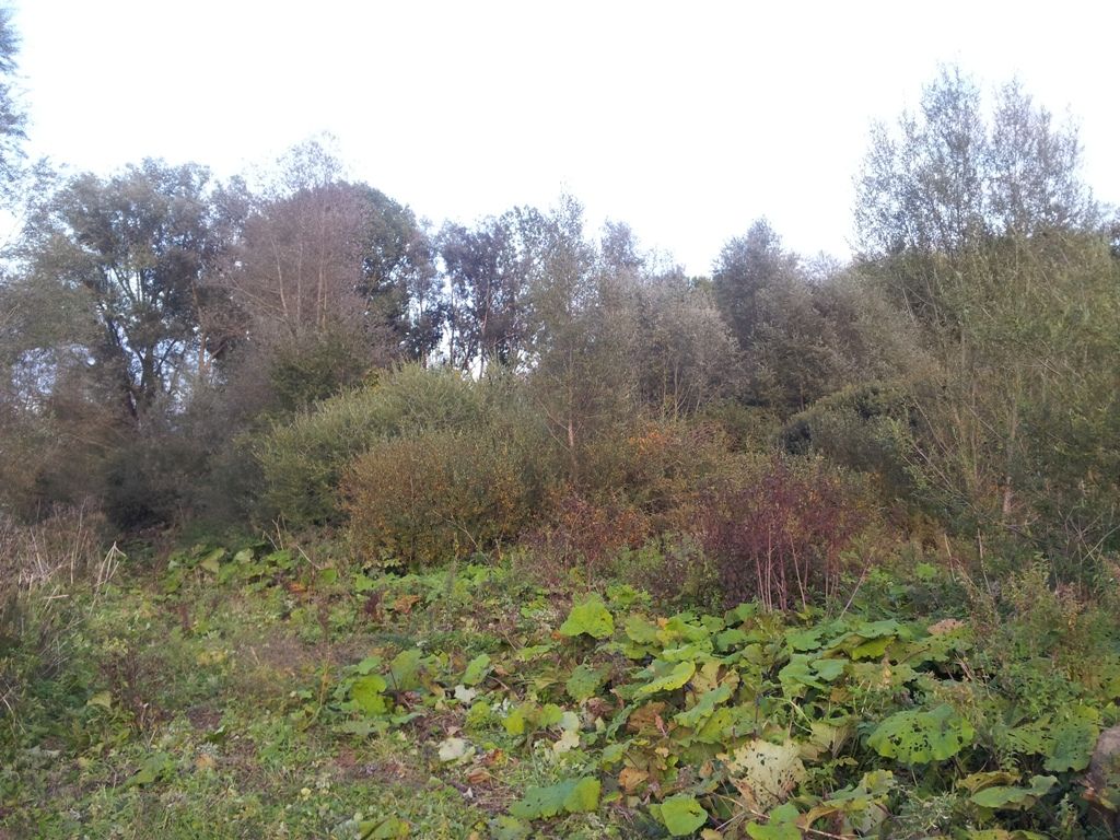 Petasites sp. (Asteraceae)