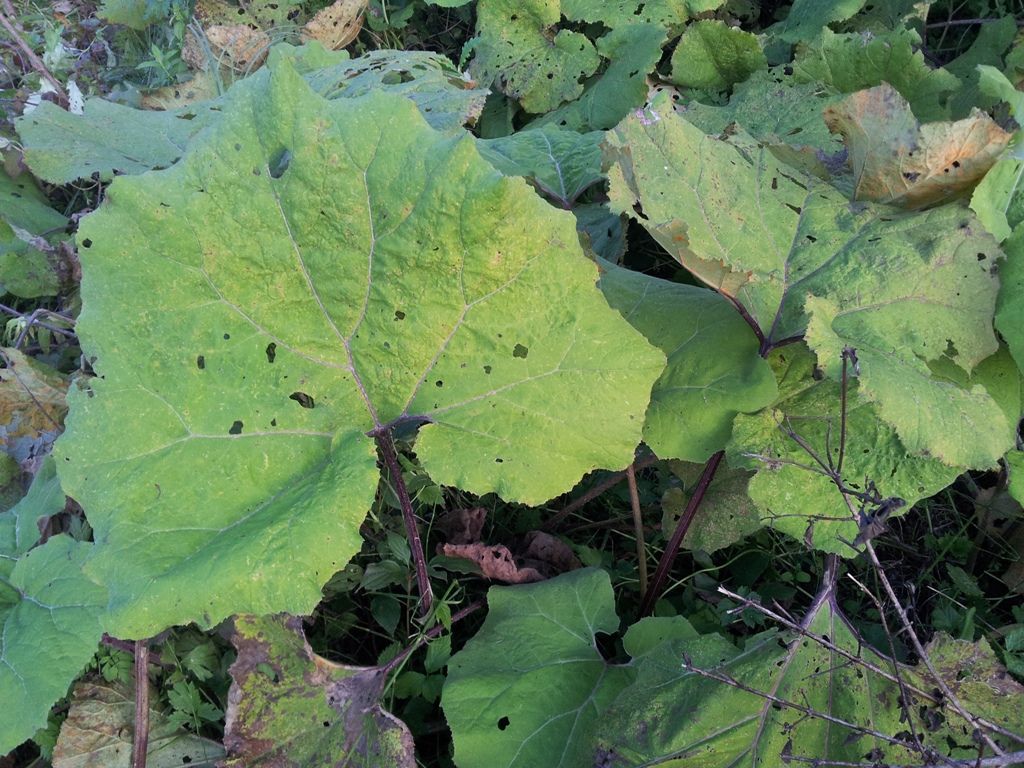 Petasites sp. (Asteraceae)