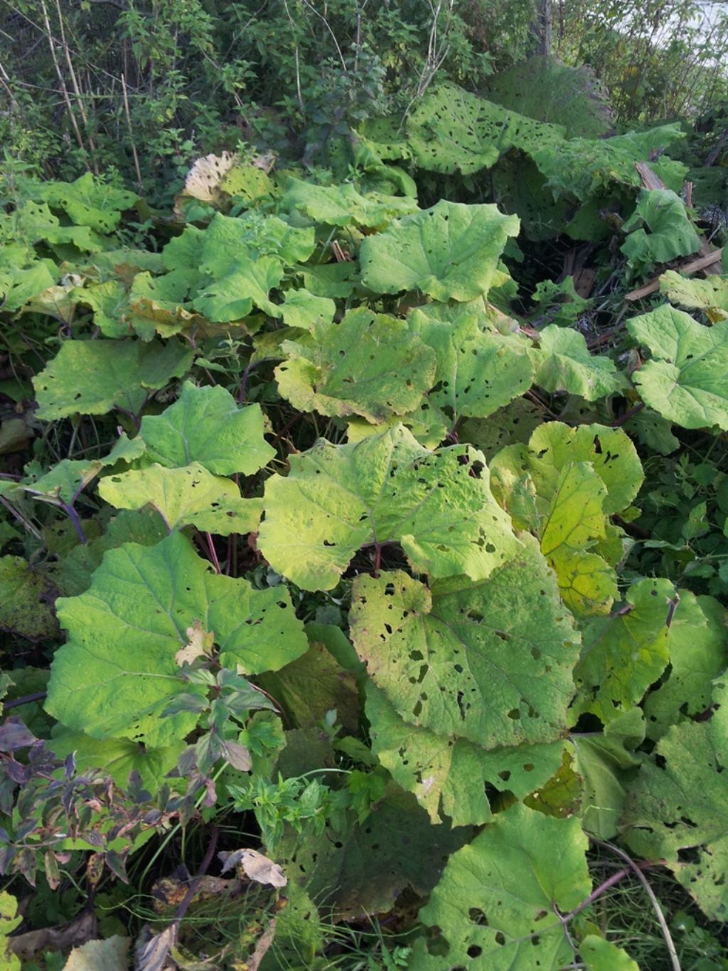 Petasites sp. (Asteraceae)