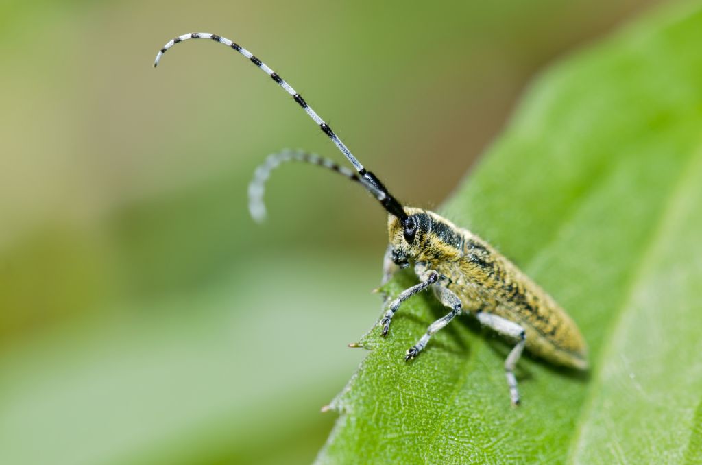 Agapanthia villosoviridescens