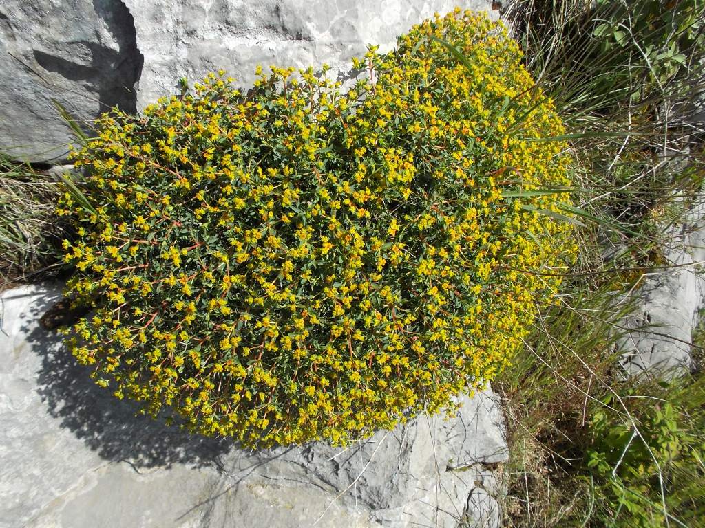 Euphorbia spinosa / Euforbia spinosa
