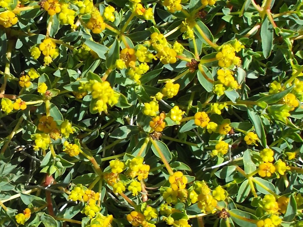 Euphorbia spinosa / Euforbia spinosa