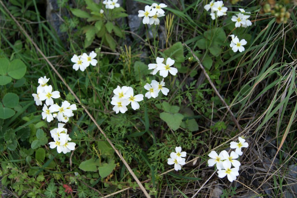 Cardamine monteluccii / Cardamine di Montelucci