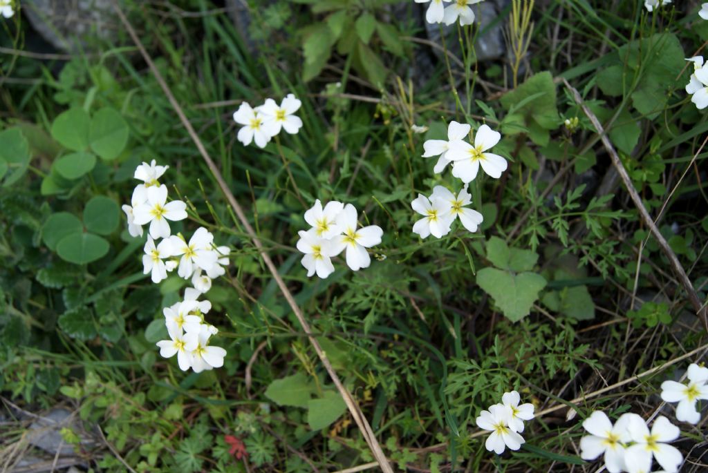 Cardamine monteluccii / Cardamine di Montelucci