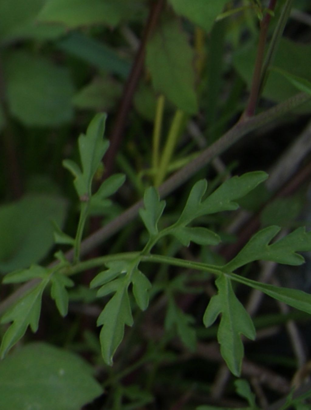Cardamine monteluccii / Cardamine di Montelucci