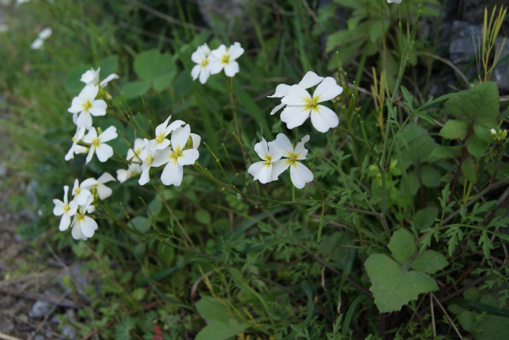 Cardamine monteluccii / Cardamine di Montelucci