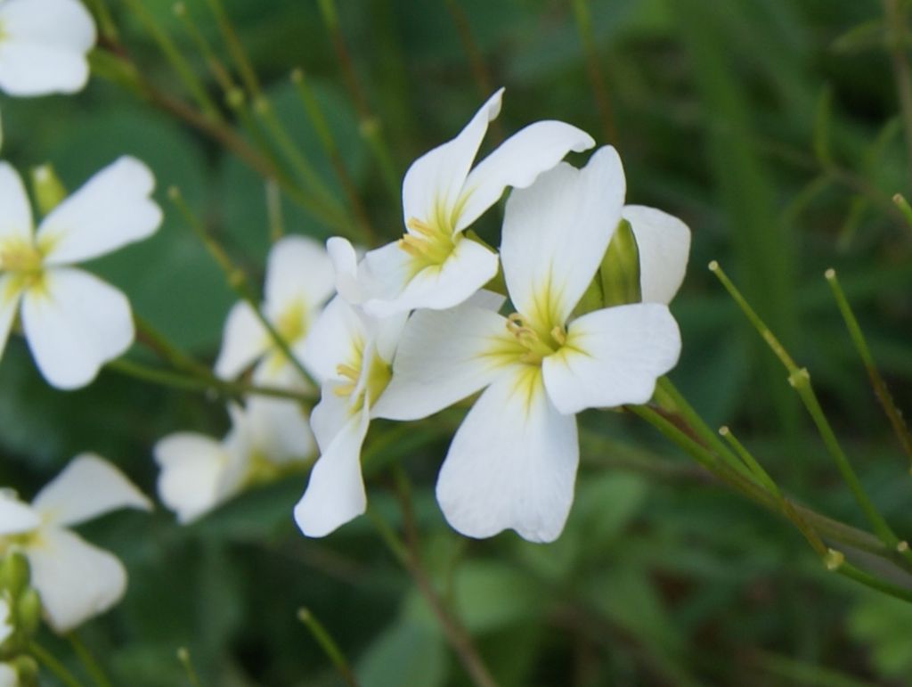 Cardamine monteluccii / Cardamine di Montelucci