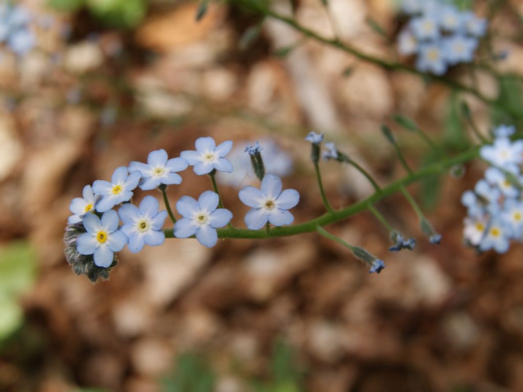 Myosotis sylvatica / Nontiscordardim dei boschi