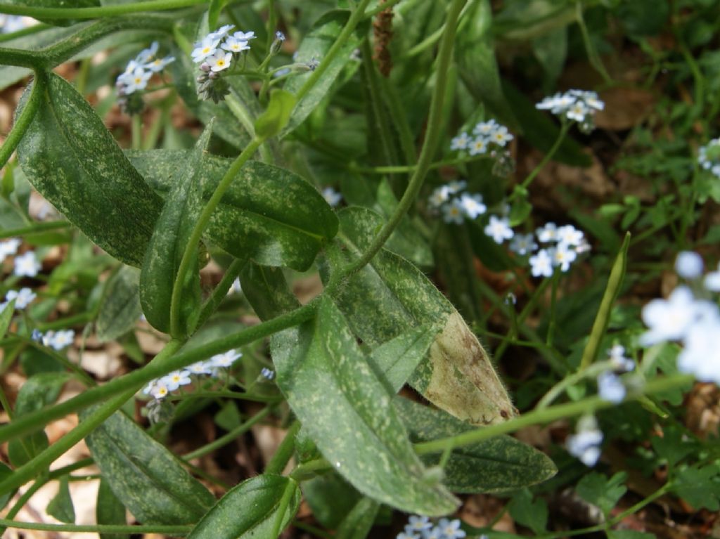 Myosotis sylvatica / Nontiscordardim dei boschi