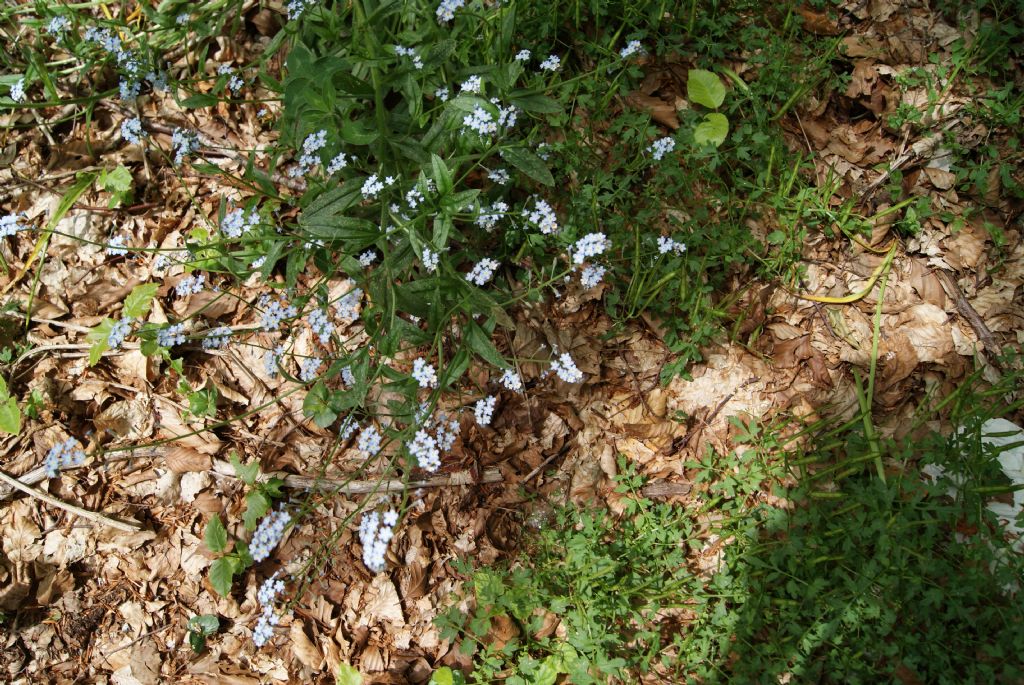 Myosotis sylvatica / Nontiscordardim dei boschi