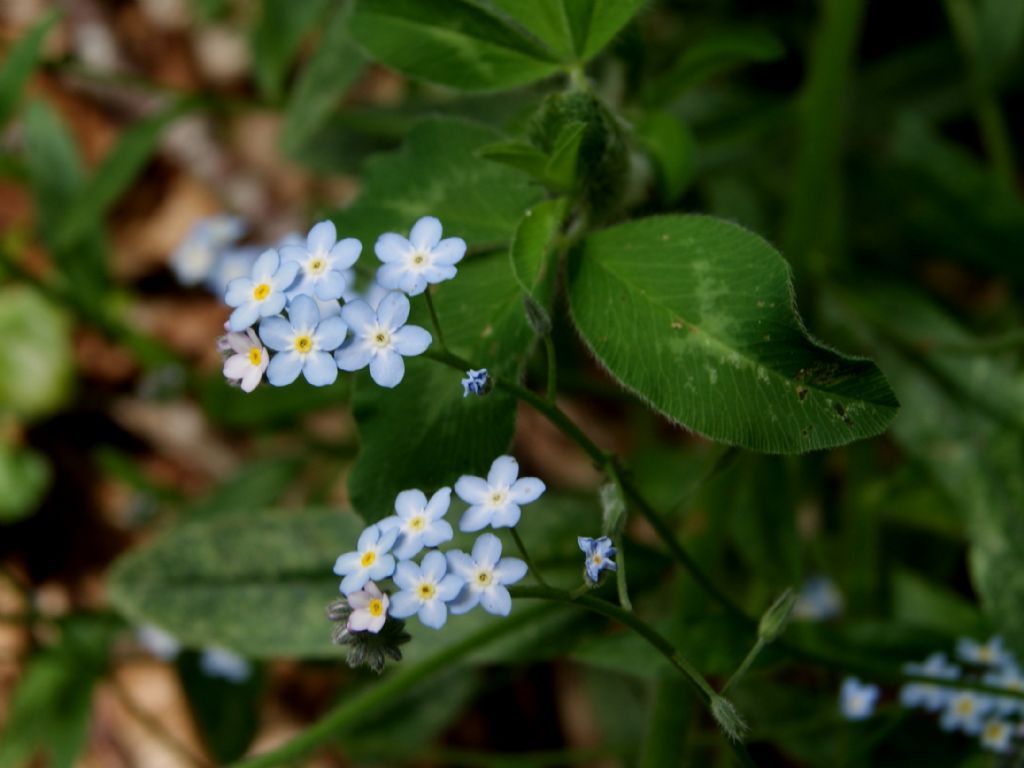 Myosotis sylvatica / Nontiscordardim dei boschi