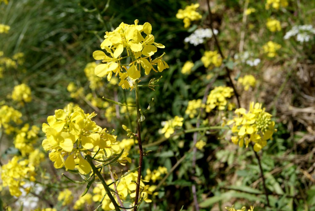 Sinapis alba / Senape bianca