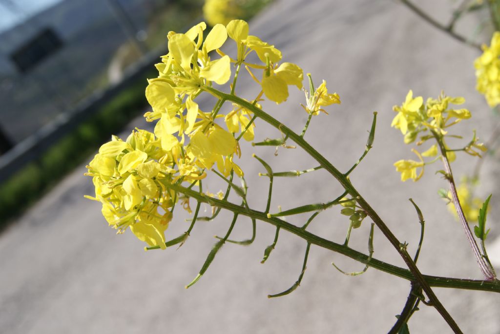 Sinapis alba / Senape bianca
