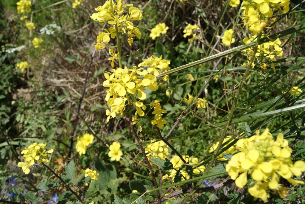 Sinapis alba / Senape bianca