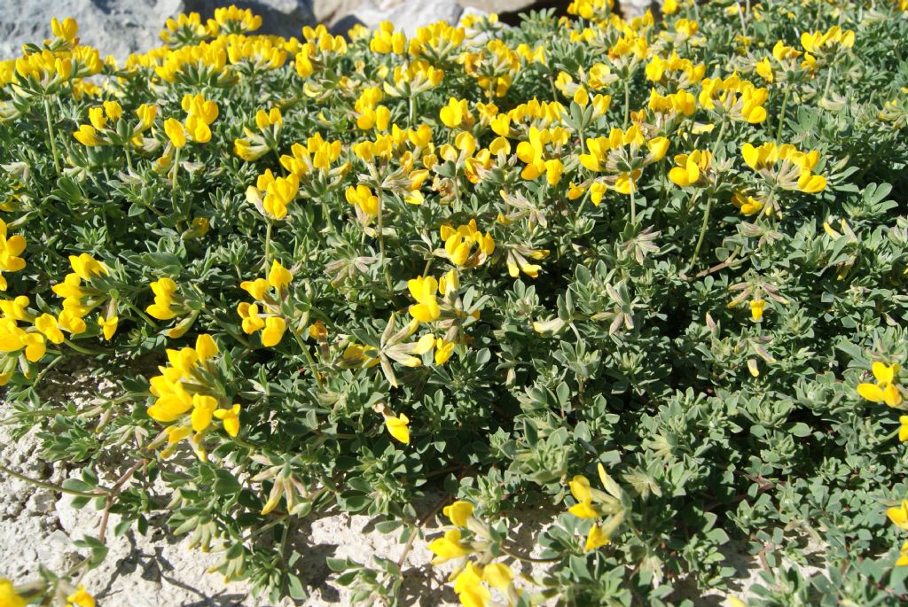 Lotus cytisoides