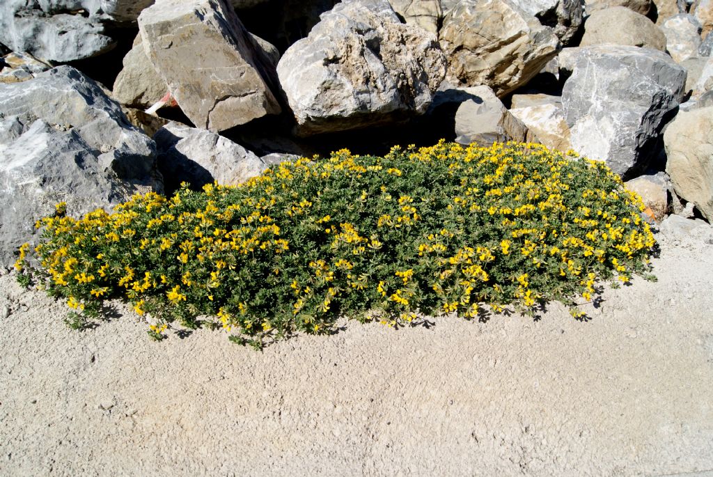 Lotus cytisoides