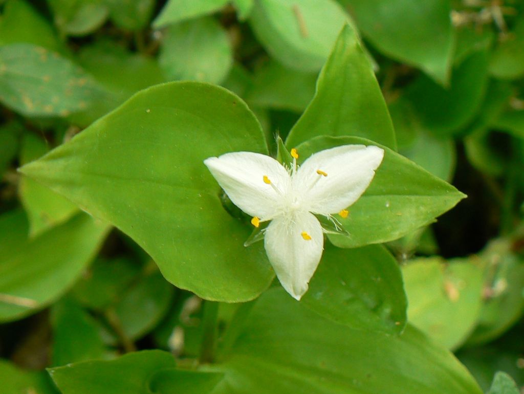 Tradescantia fluminensis / Tradescanzia sudamericana