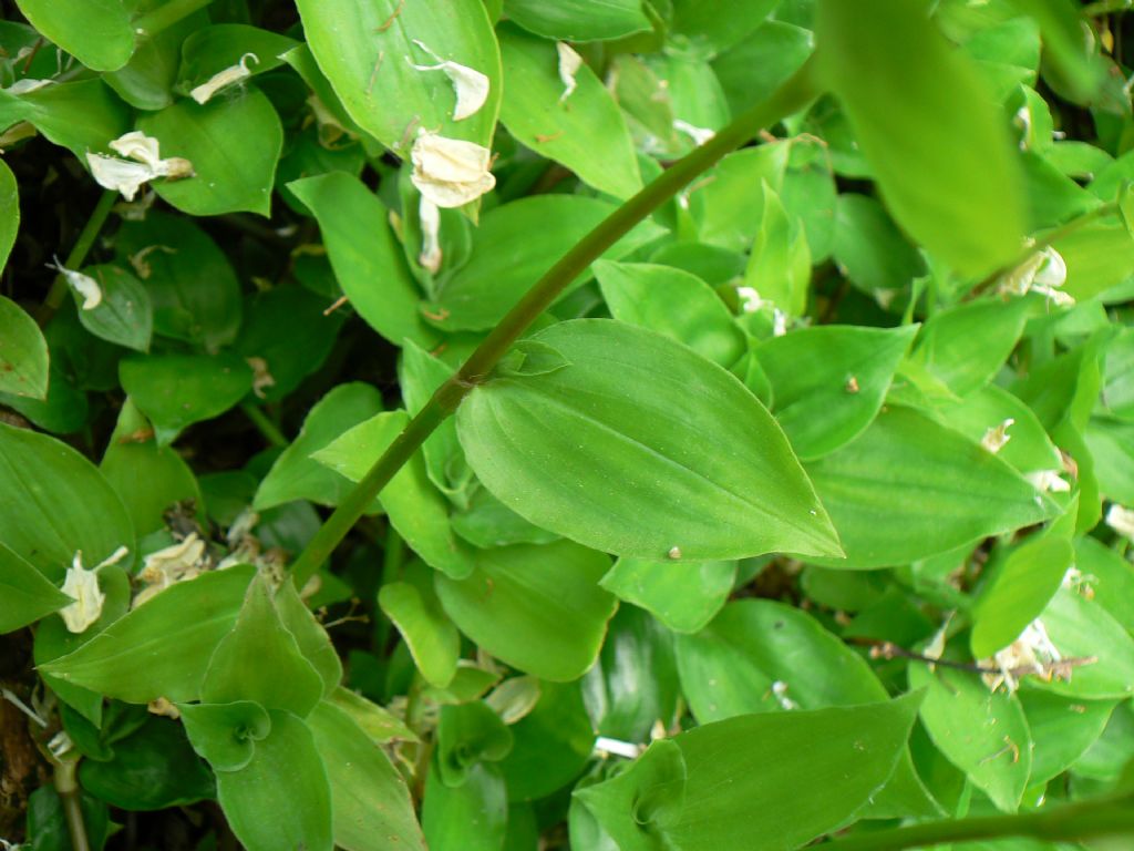 Tradescantia fluminensis / Tradescanzia sudamericana