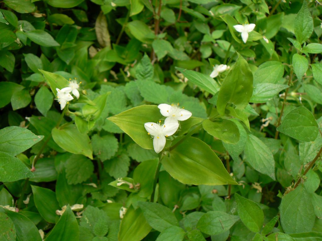 Tradescantia fluminensis / Tradescanzia sudamericana