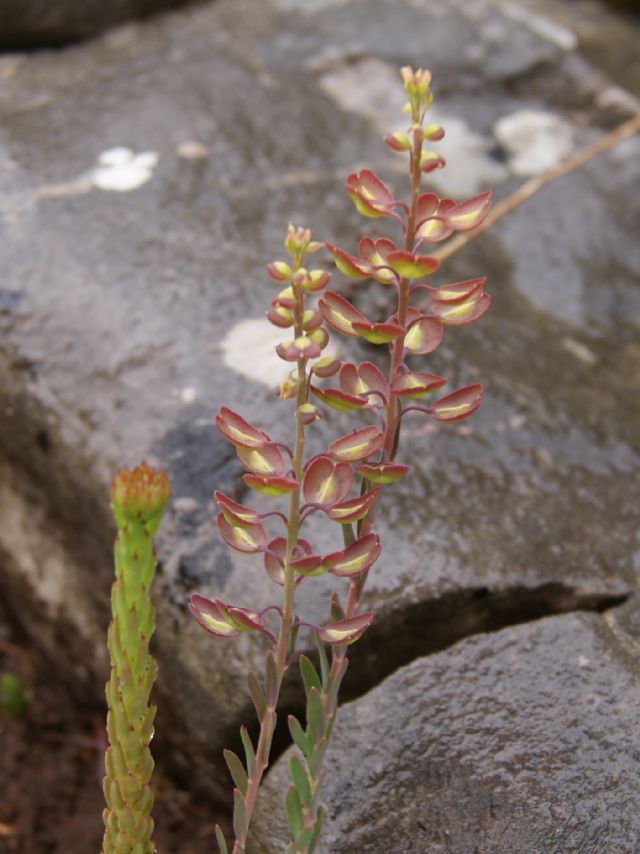 Aethionema saxatile / Erba storna carnicina