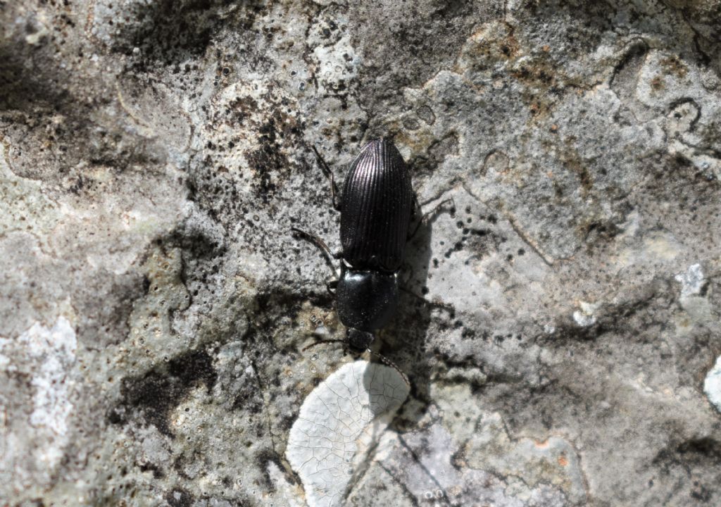 Coleottero? S, Elateridae: Selatosomus  sp., cfr. amplicollis