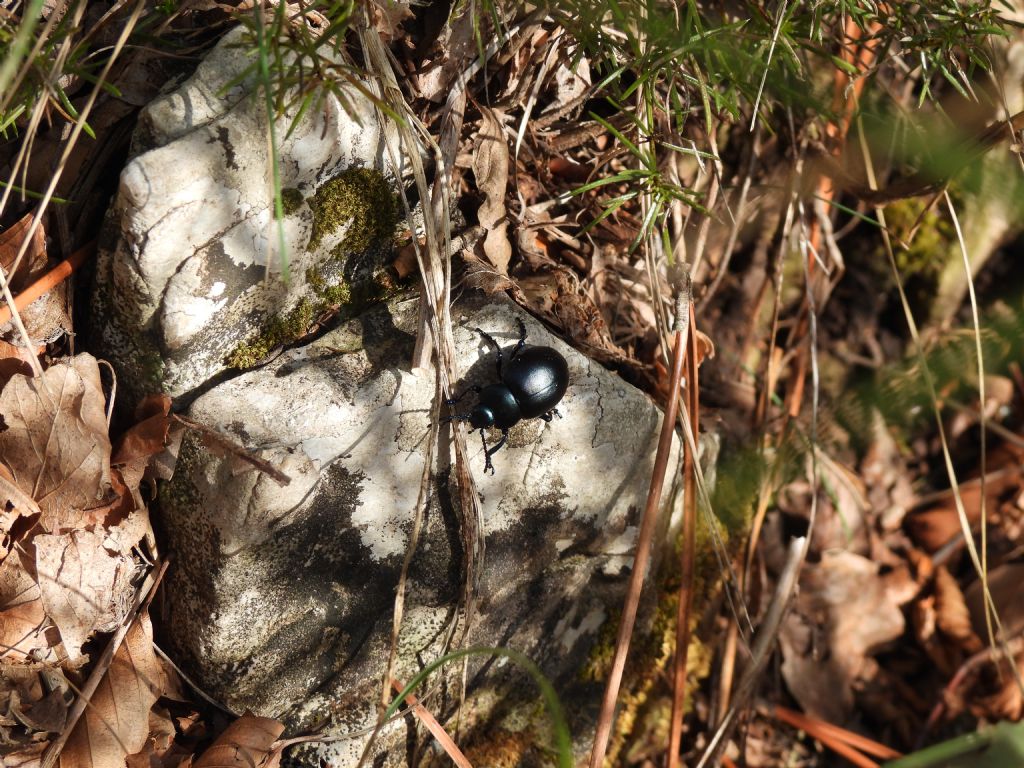 Chrysomelidae: Thimarca.... Timarcha nicaeensis, femmina