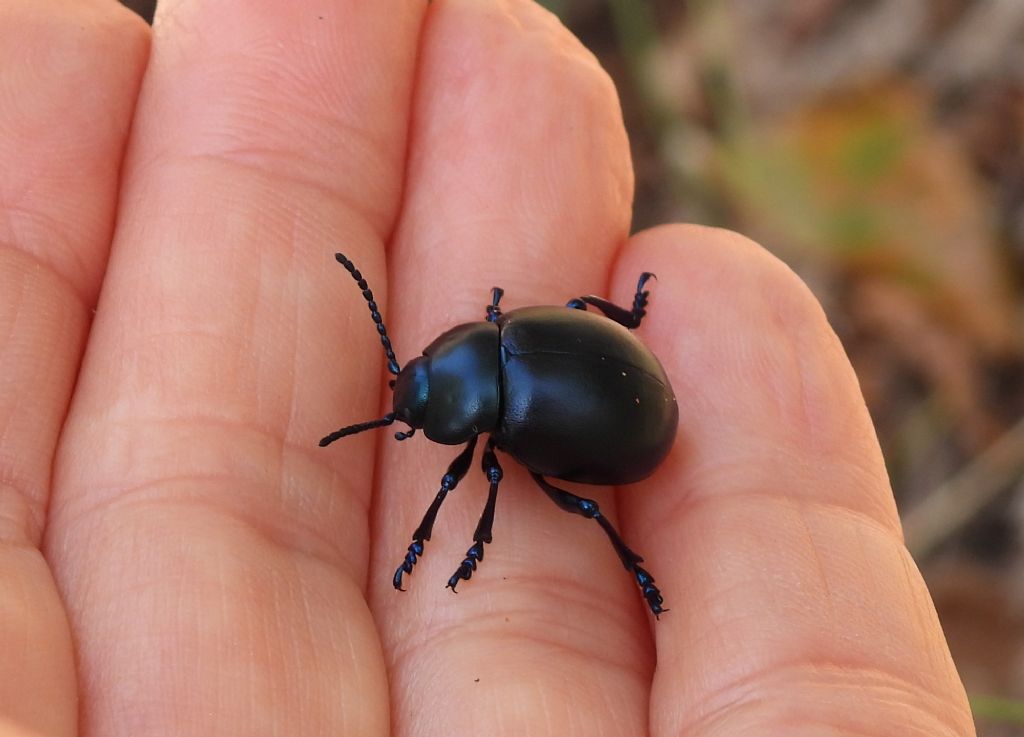 Chrysomelidae: Thimarca.... Timarcha nicaeensis, femmina