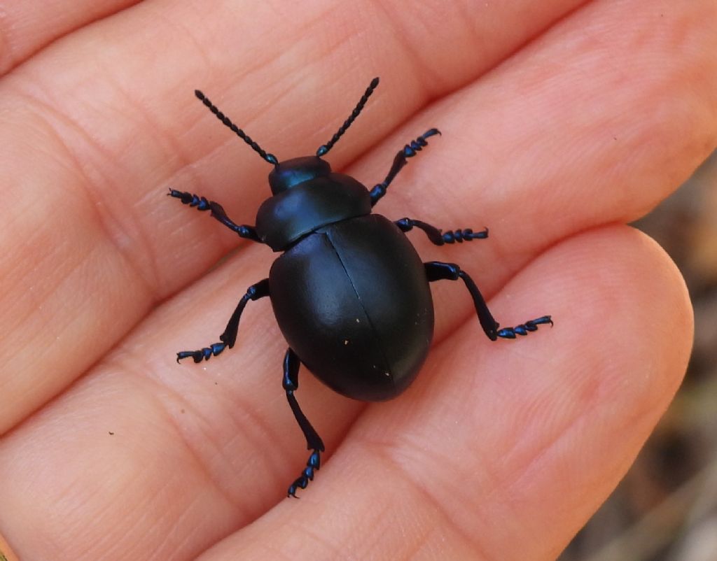 Chrysomelidae: Thimarca.... Timarcha nicaeensis, femmina