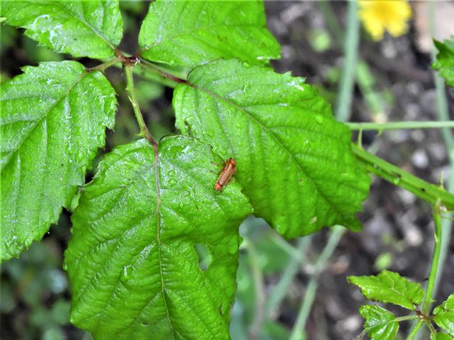Chantaris?  No, Rhagonycha fulva