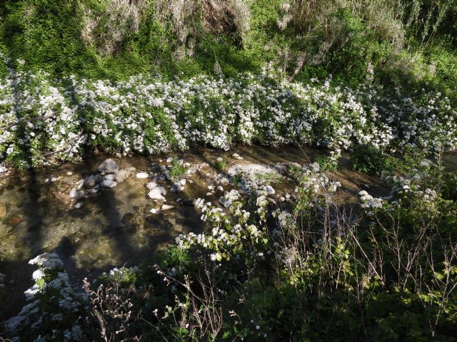 Ageratina adenophora? No, Ageratina havanensis