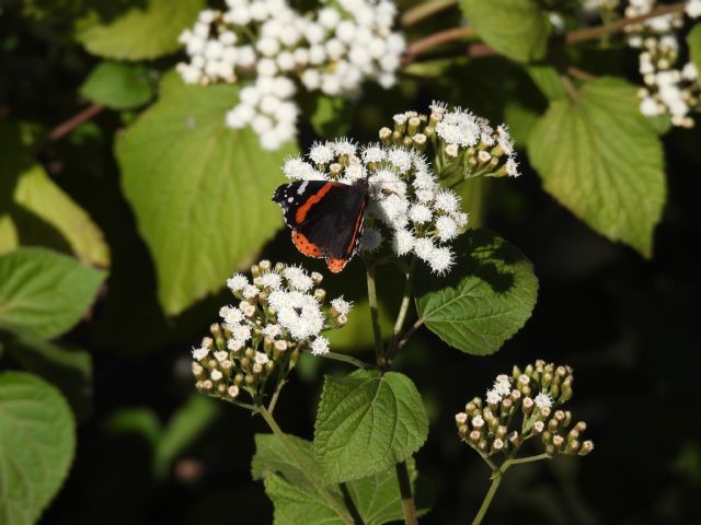 Ageratina adenophora? No, Ageratina havanensis