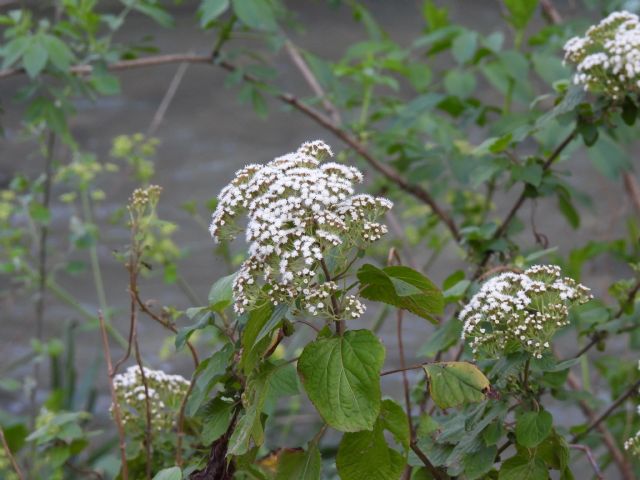 Ageratina adenophora? No, Ageratina havanensis