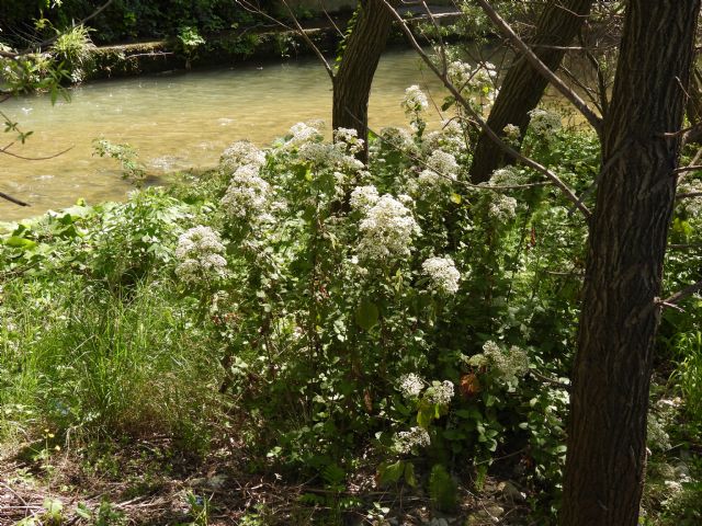 Ageratina adenophora? No, Ageratina havanensis